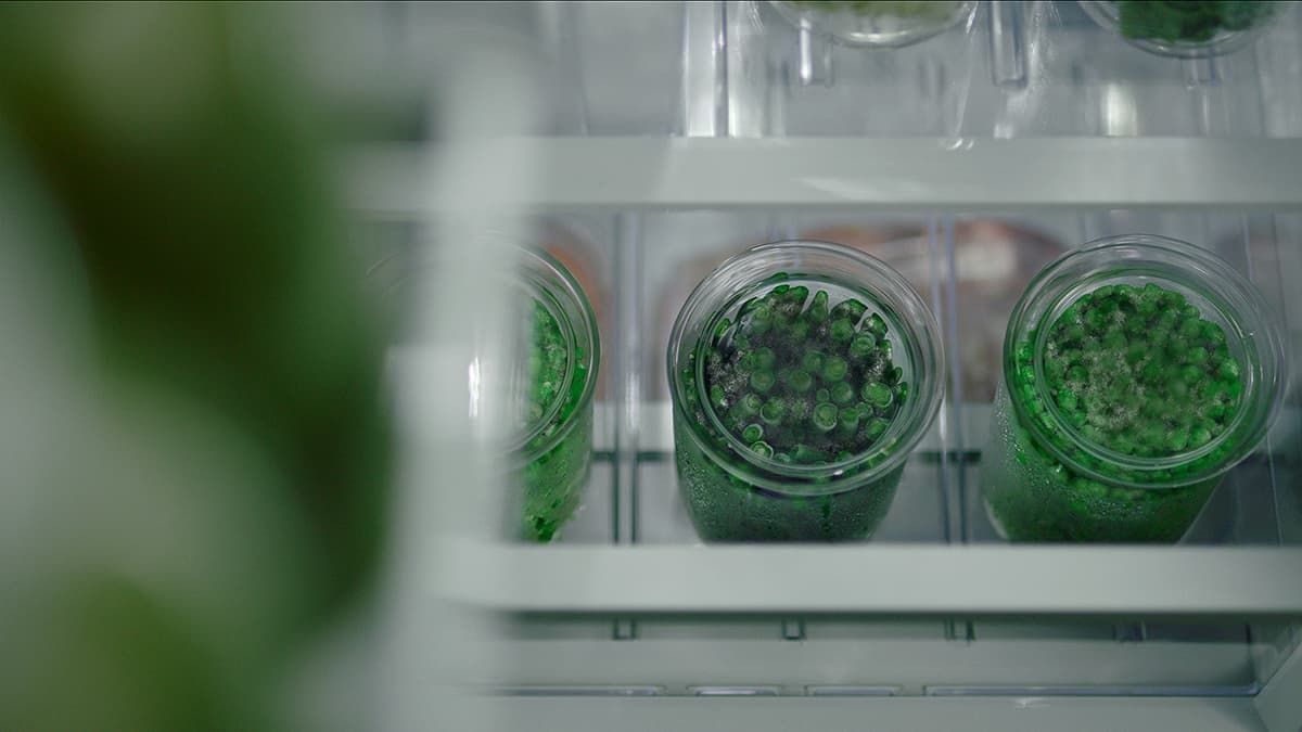 Frozen edamame beans and peas, illustrating the rapid stabilization of new groceries