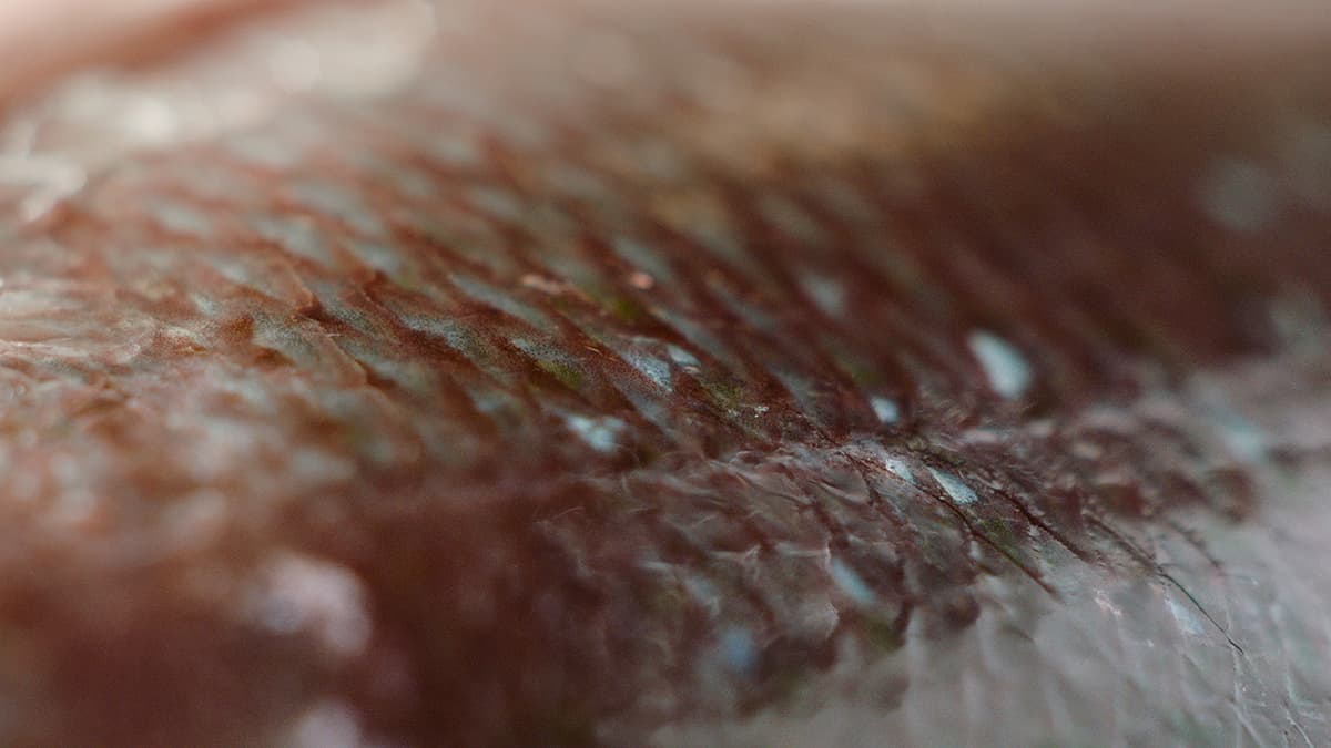 Perfect Fish